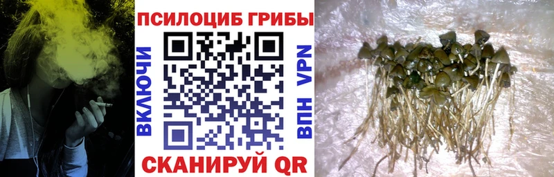 Псилоцибиновые грибы прущие грибы  Купить  Ветлуга 
